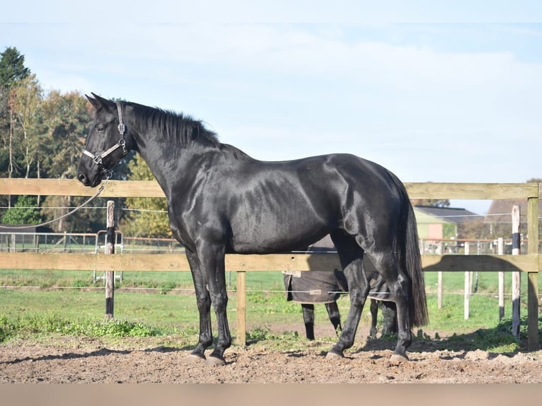 KWPN Merrie 6 Jaar 172 cm Zwart in Achtmaal