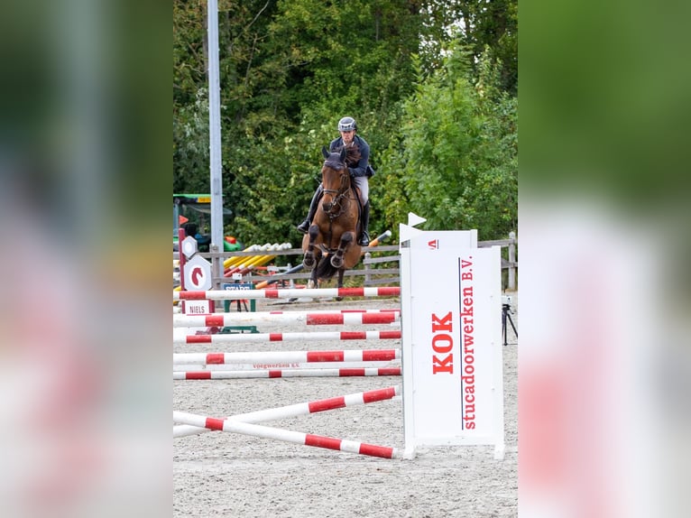 KWPN Merrie 6 Jaar 173 cm Bruin in Stadskanaal