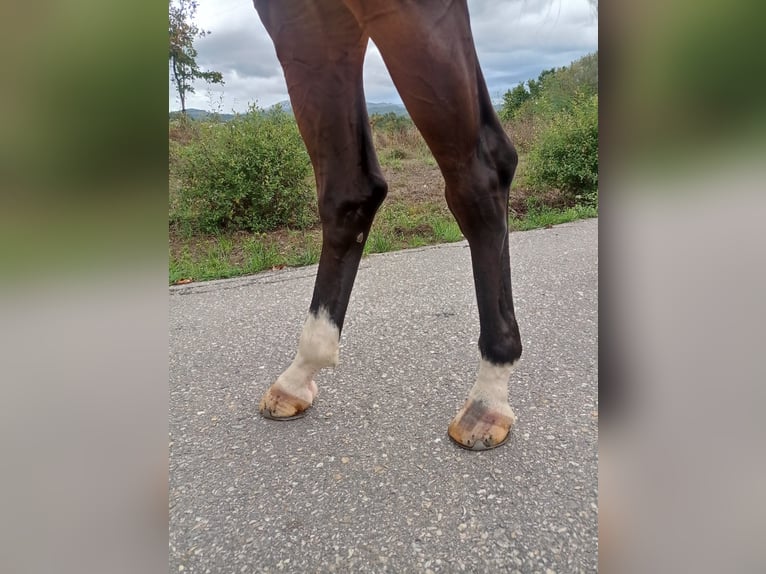 KWPN Merrie 6 Jaar 173 cm Donkerbruin in Pontevedra