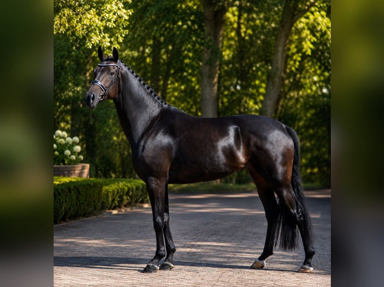 KWPN Merrie 6 Jaar 173 cm Zwartbruin in Diever