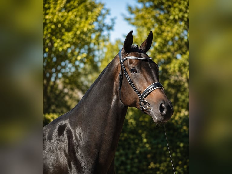 KWPN Merrie 6 Jaar 173 cm Zwartbruin in Diever