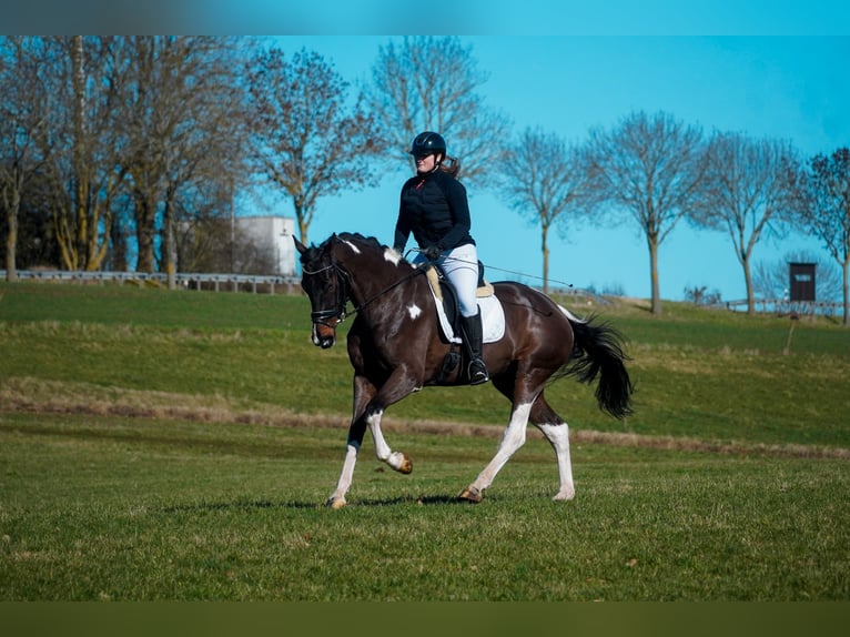 KWPN Merrie 6 Jaar 174 cm Gevlekt-paard in Nettersheim