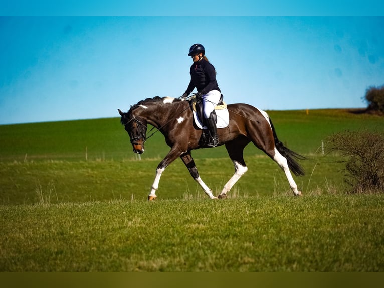 KWPN Merrie 6 Jaar 174 cm Gevlekt-paard in Nettersheim
