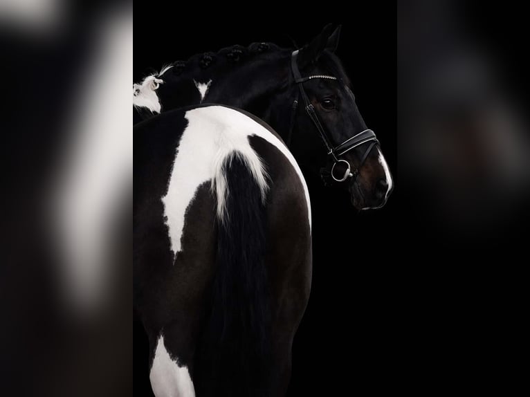 KWPN Merrie 6 Jaar 174 cm Gevlekt-paard in Nettersheim