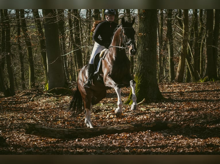 KWPN Merrie 6 Jaar 174 cm Gevlekt-paard in Nettersheim