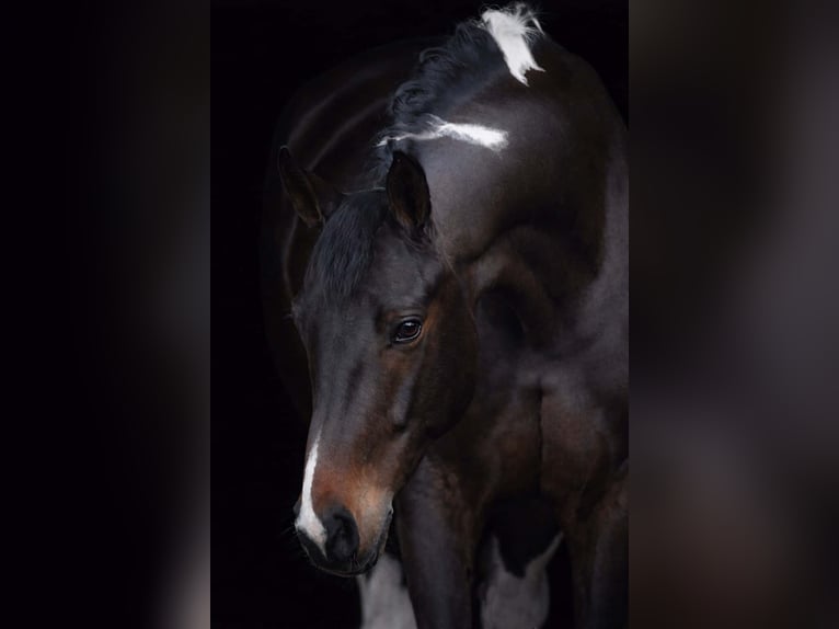 KWPN Merrie 6 Jaar 174 cm Gevlekt-paard in Nettersheim