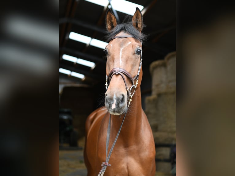 KWPN Merrie 6 Jaar 175 cm Bruin in Geilenkirchen
