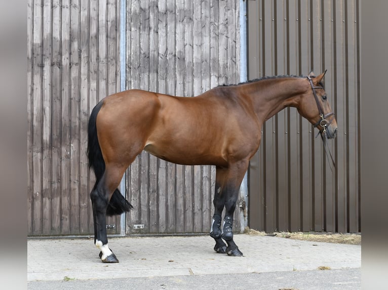 KWPN Merrie 6 Jaar 175 cm Bruin in Geilenkirchen