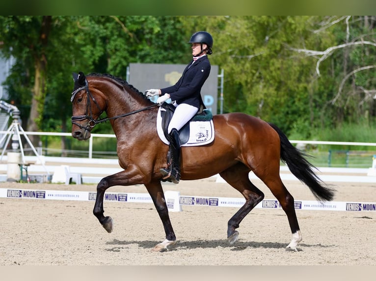 KWPN Merrie 6 Jaar 175 cm Donkerbruin in Ebreichsdorf