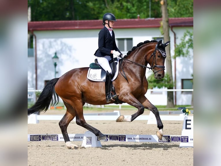 KWPN Merrie 6 Jaar 175 cm Donkerbruin in Ebreichsdorf