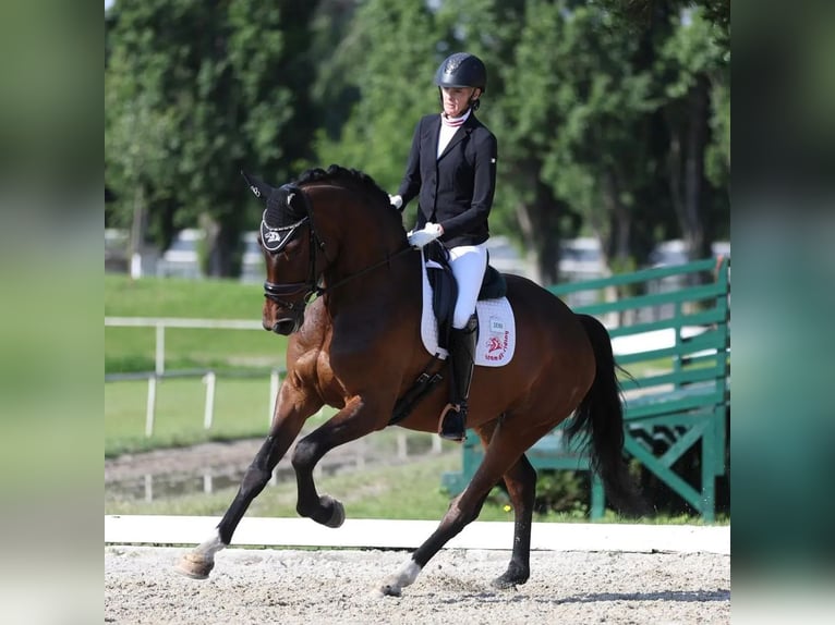 KWPN Merrie 6 Jaar 175 cm Donkerbruin in Ebreichsdorf