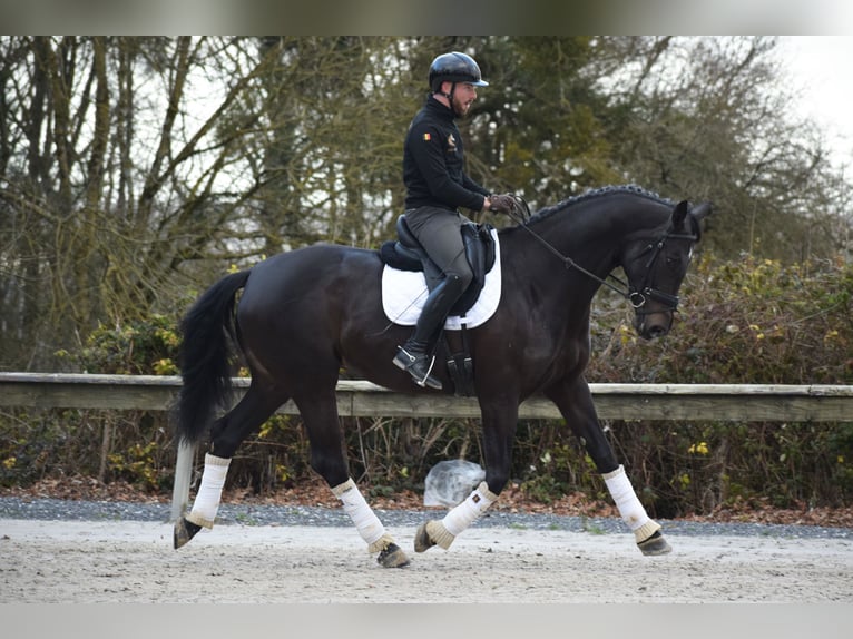 KWPN Merrie 6 Jaar 175 cm Donkerbruin in Huy