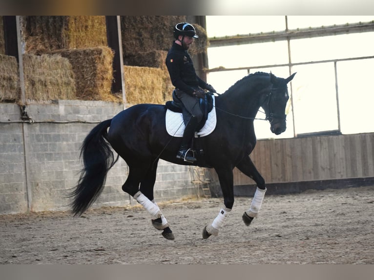 KWPN Merrie 6 Jaar 175 cm Donkerbruin in Huy