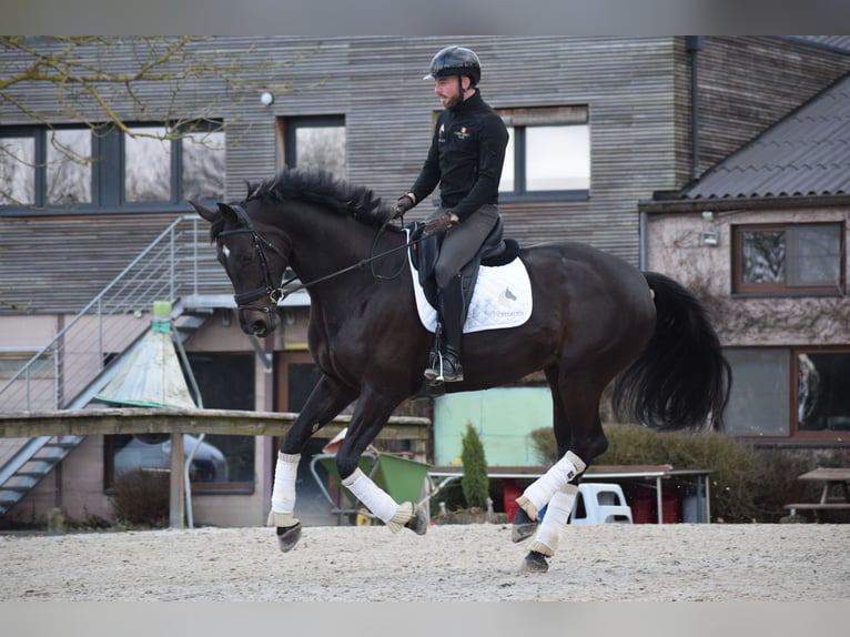 KWPN Merrie 6 Jaar 175 cm Donkerbruin in Huy