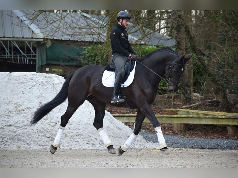 KWPN Merrie 6 Jaar 175 cm Donkerbruin in Huy