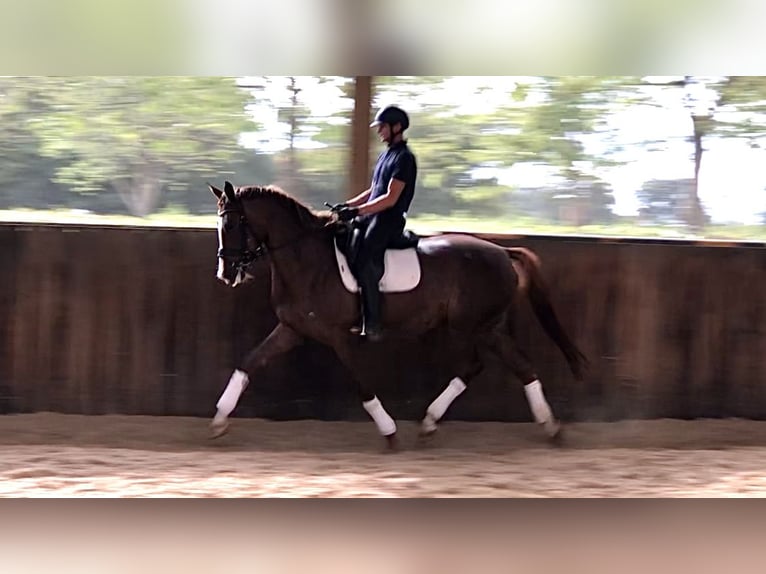 KWPN Merrie 6 Jaar 176 cm Vos in Neeritter