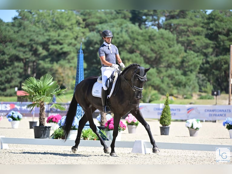 KWPN Merrie 6 Jaar 178 cm Zwart in Ferte gauche