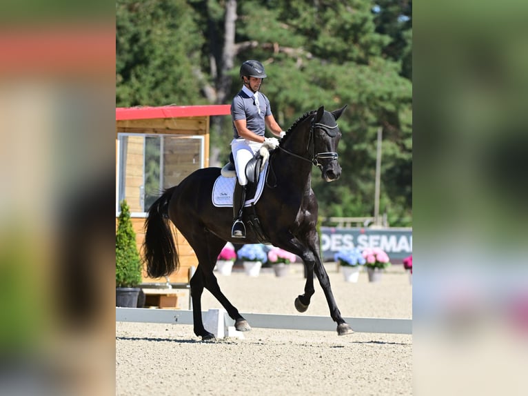 KWPN Merrie 6 Jaar 178 cm Zwart in Ferte gauche