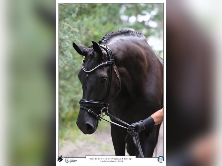 KWPN Merrie 6 Jaar 178 cm Zwart in Ferte gauche