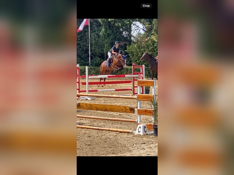 KWPN Merrie 7 Jaar 160 cm Bruin in Lommel