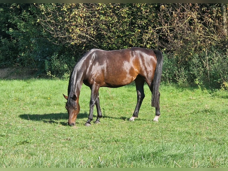 KWPN Merrie 7 Jaar 160 cm Donkerbruin in Neerkant