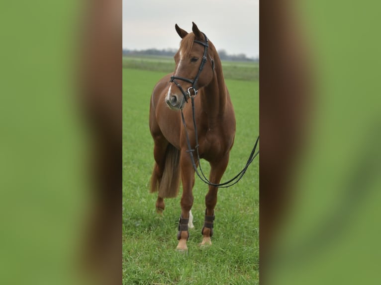 KWPN Merrie 7 Jaar 160 cm Roodvos in Geilenkirchen