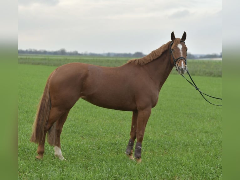KWPN Merrie 7 Jaar 160 cm Roodvos in Geilenkirchen