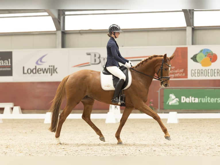 KWPN Merrie 7 Jaar 160 cm Vos in Swifterbant