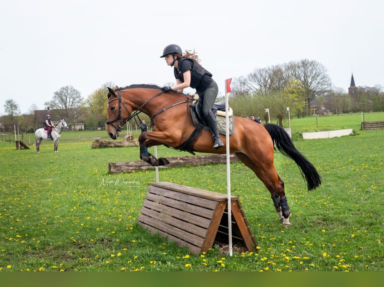 KWPN Merrie 7 Jaar 162 cm Bruin in Dorst