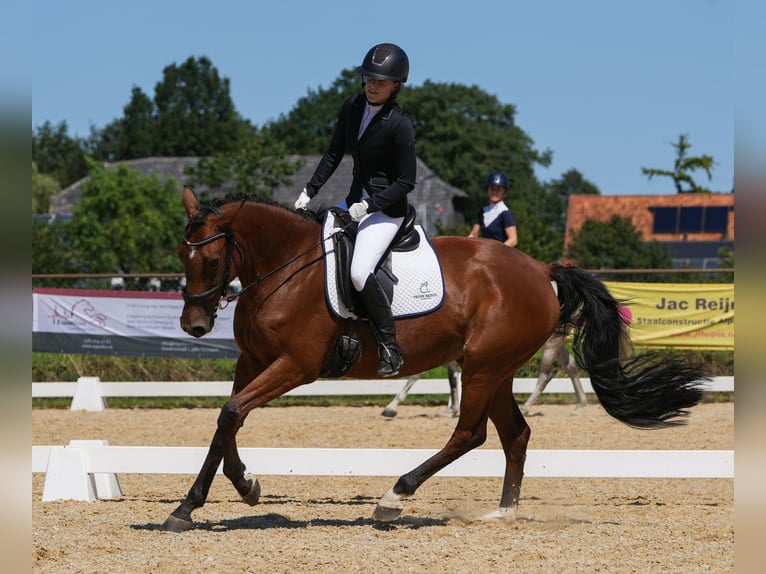 KWPN Merrie 7 Jaar 162 cm Bruin in Dorst