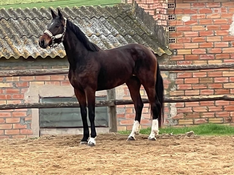 KWPN Merrie 7 Jaar 163 cm Bruin in Canapost