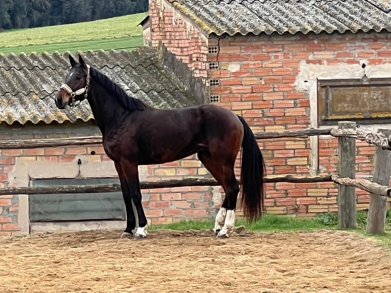 KWPN Merrie 7 Jaar 163 cm Bruin in Canapost