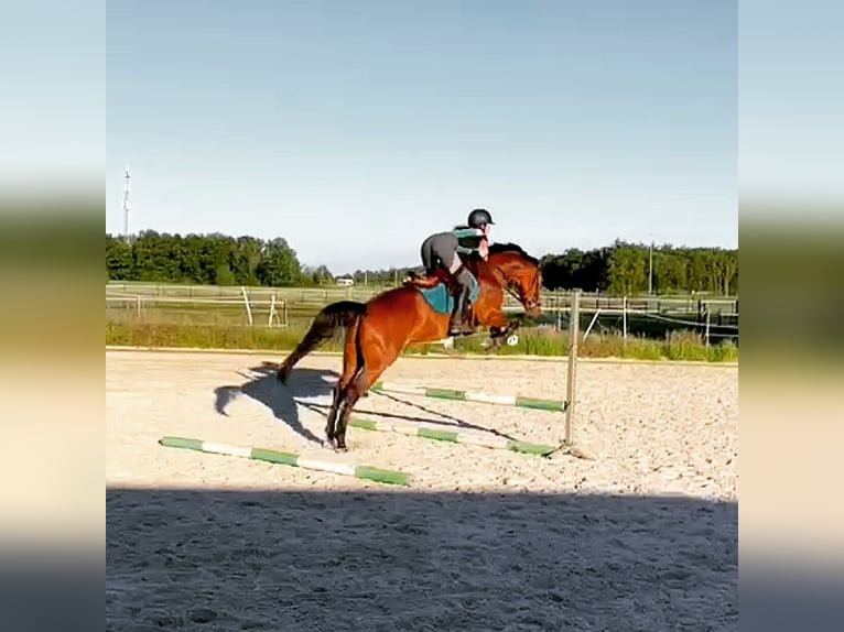 KWPN Merrie 7 Jaar 163 cm Bruin in Molenschot