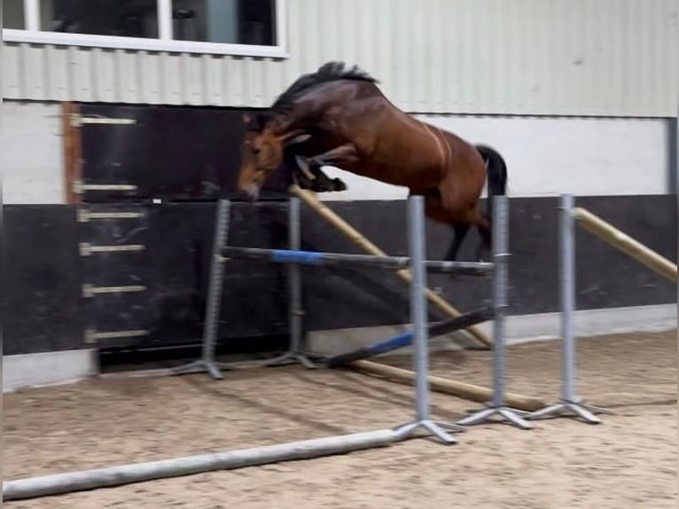 KWPN Merrie 7 Jaar 163 cm Bruin in Molenschot