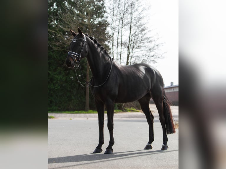 KWPN Merrie 7 Jaar 163 cm Donkerbruin in Dorst
