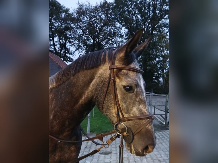 KWPN Merrie 7 Jaar 164 cm Blauwschimmel in Beilen