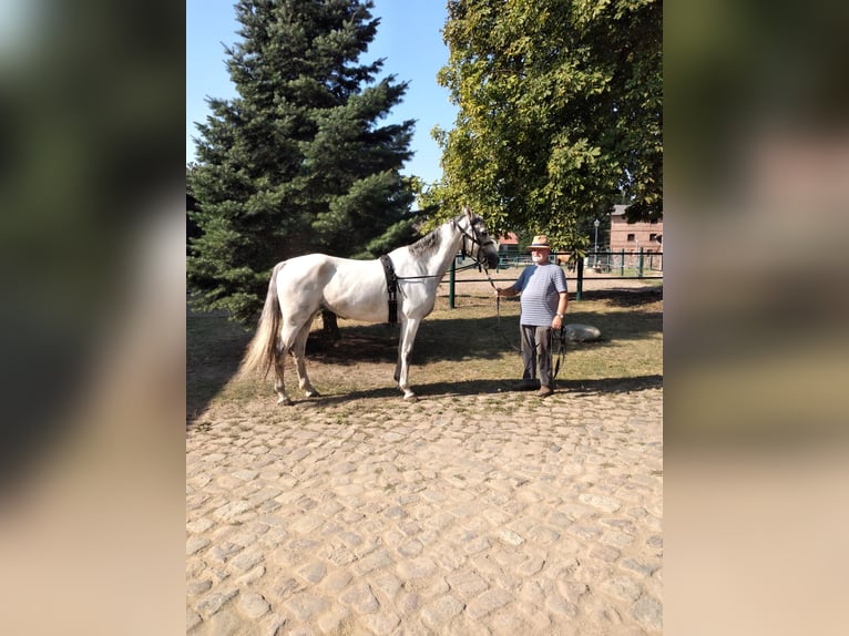 KWPN Merrie 7 Jaar 164 cm Schimmel in Steinhöfel OT Behlendorf