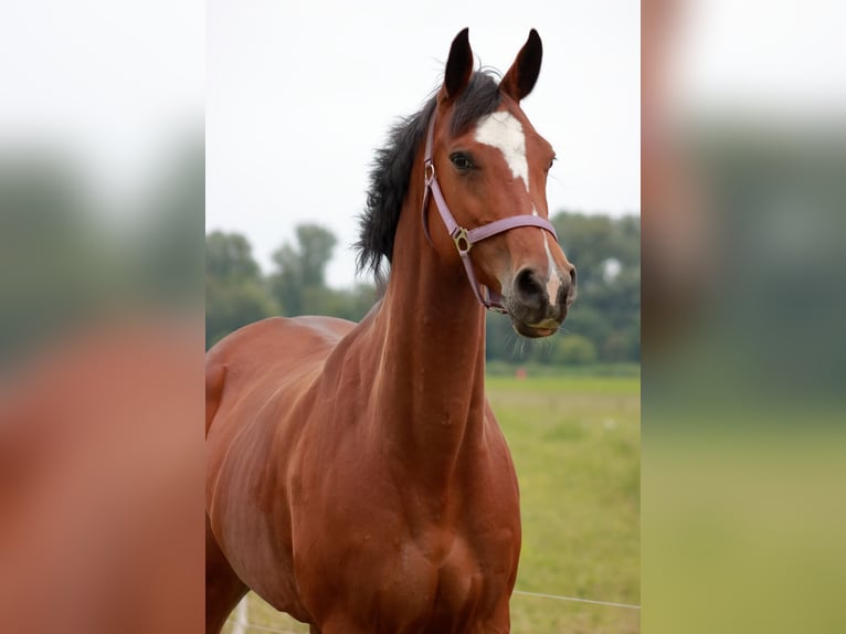 KWPN Merrie 7 Jaar 165 cm Bruin in Wilsum