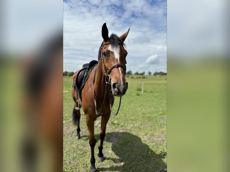 KWPN Merrie 7 Jaar 165 cm Bruin in Wilsum