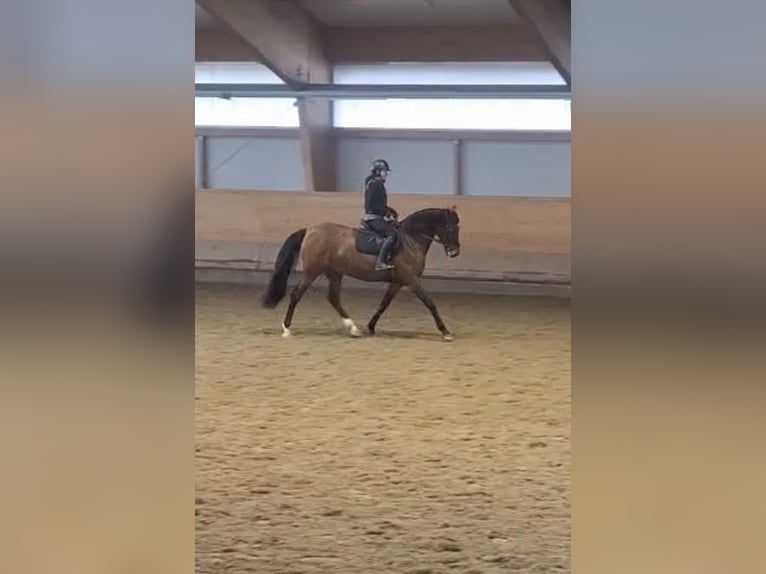 KWPN Merrie 7 Jaar 165 cm Bruin in Ebreichsdorf