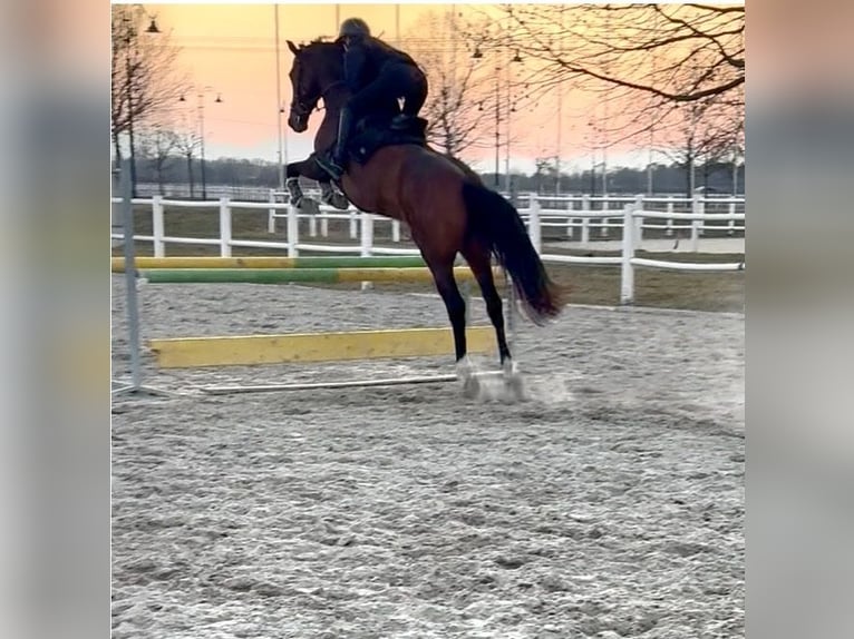 KWPN Merrie 7 Jaar 165 cm Bruin in Ebreichsdorf