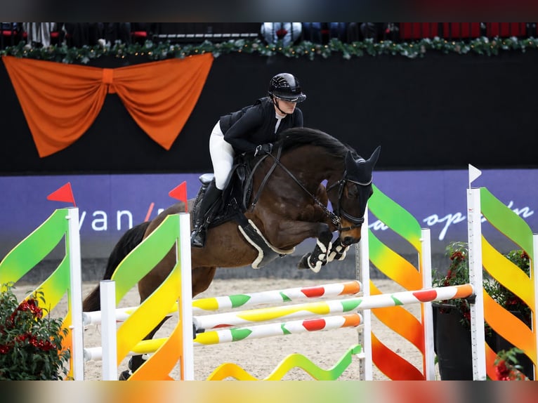 KWPN Merrie 7 Jaar 165 cm Bruin in Reutum