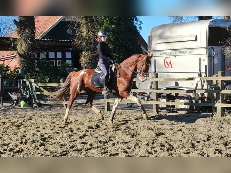 KWPN Merrie 7 Jaar 165 cm Gevlekt-paard in Friesoythe