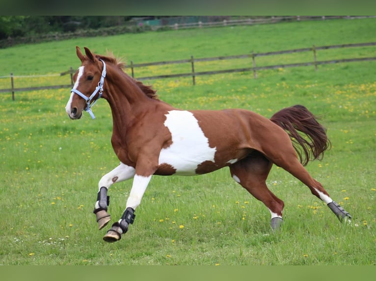 KWPN Merrie 7 Jaar 165 cm Gevlekt-paard in Friesoythe