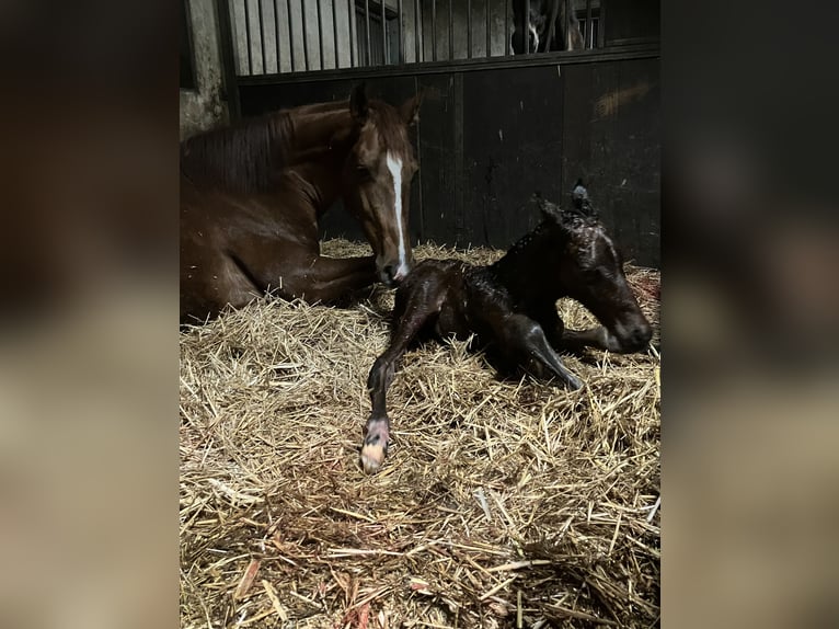 KWPN Merrie 7 Jaar 165 cm Vos in Ommen