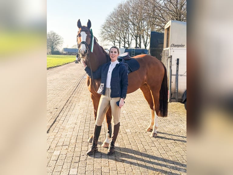 KWPN Merrie 7 Jaar 165 cm Vos in Ambt Delden
