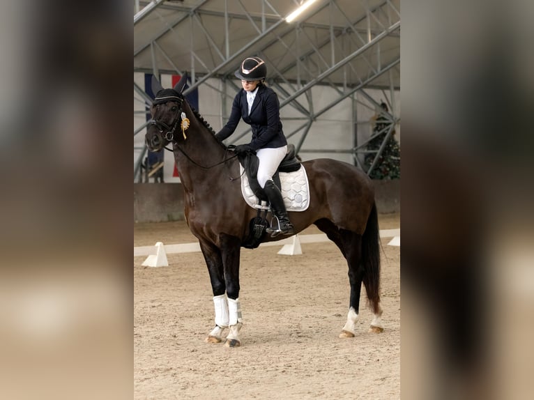 KWPN Merrie 7 Jaar 165 cm Zwart in Kale