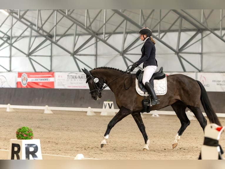 KWPN Merrie 7 Jaar 165 cm Zwart in Kale