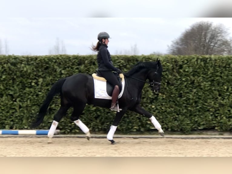 KWPN Merrie 7 Jaar 165 cm Zwart in Neeritter