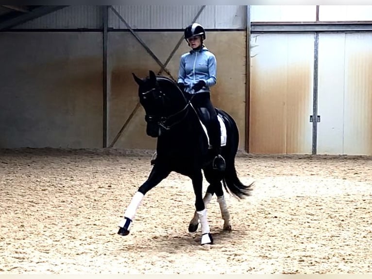 KWPN Merrie 7 Jaar 165 cm Zwart in Neeritter